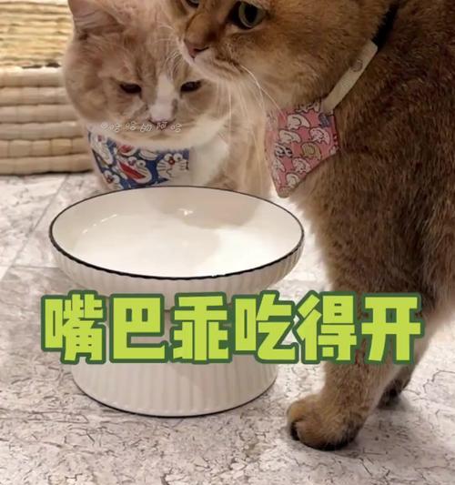 猫咪语言揭秘:它们如何与人类交流|沟通全攻略 猫咪语言揭秘:它们如何与人类交流|沟通全攻略