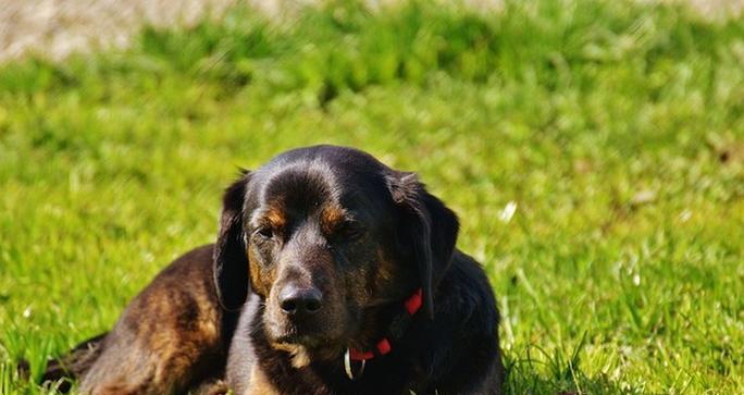 蝴蝶犬洗澡频率与注意事项｜科学护理全攻略