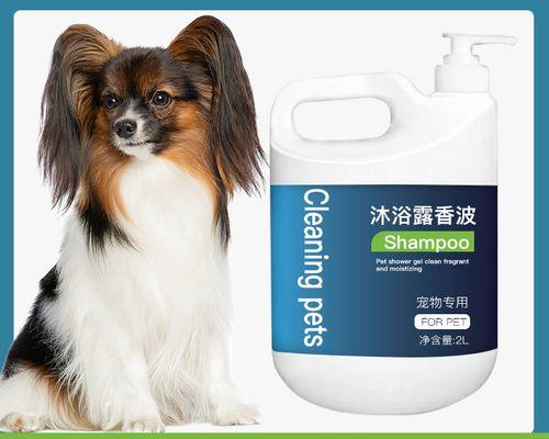 蝴蝶犬洗澡频率与注意事项｜科学护理全攻略
