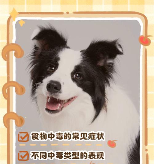 狗狗可以吃蛋白和蛋黄吗｜喂食全攻略