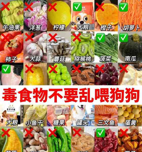 狗狗可以吃蛋白和蛋黄吗｜喂食全攻略