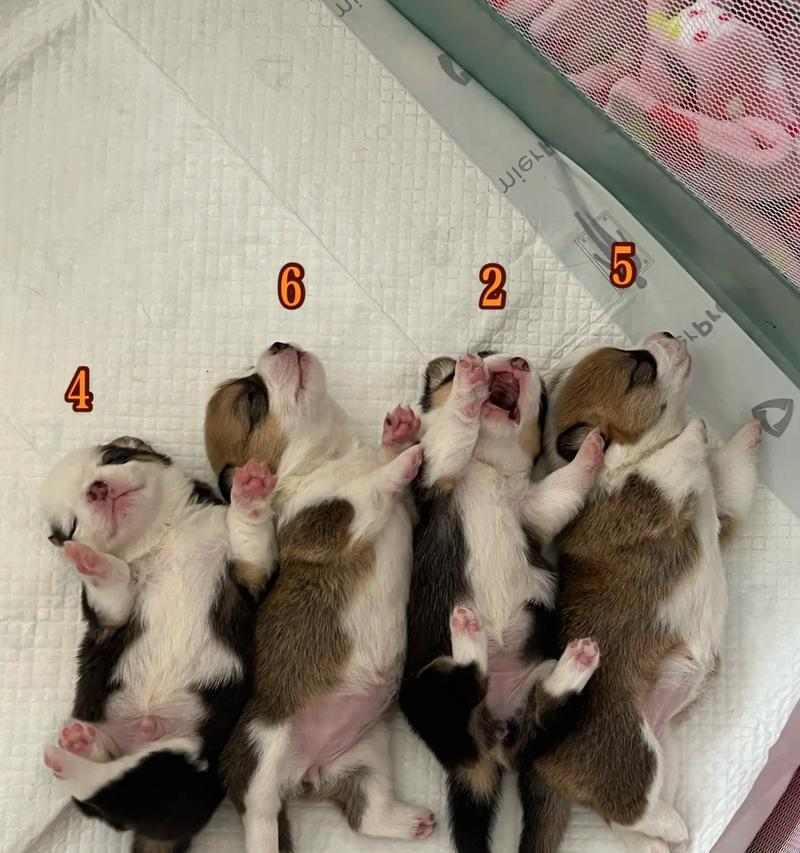 柯基犬价格影响因素分析｜选购全攻略