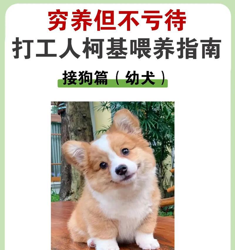 柯基犬价格影响因素分析｜选购全攻略