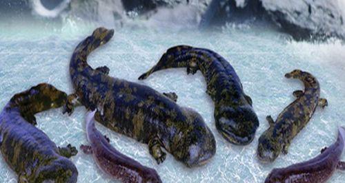 娃娃鱼的饲养之道(了解娃娃鱼的饲养需求,让你的宠物健康快乐) 娃娃鱼的饲养之道(了解娃娃鱼的饲养需求,让你的宠物健康快乐)