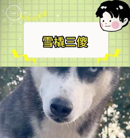 《雪橇三大傻》(以“雪橇三大傻”为主题的狗狗赢得了大家的喜爱) 《雪橇三大傻》(以“雪橇三大傻”为主题的狗狗赢得了大家的喜爱)