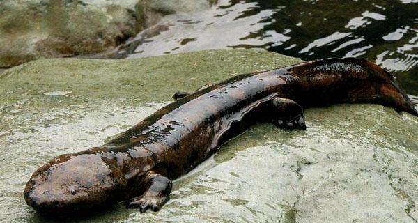 娃娃鱼饲养全攻略｜健康快乐生活必备知识