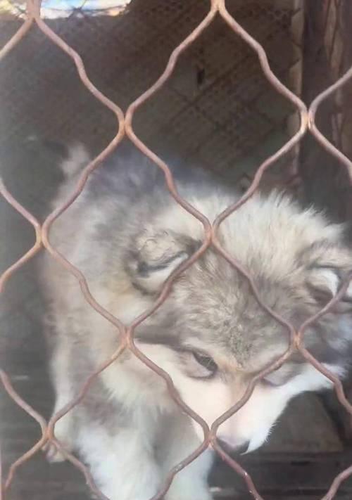 《雪橇三大傻》(以“雪橇三大傻”为主题的狗狗赢得了大家的喜爱) 《雪橇三大傻》(以“雪橇三大傻”为主题的狗狗赢得了大家的喜爱)