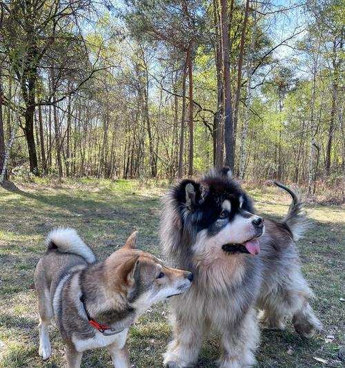 《雪橇三大傻》(以“雪橇三大傻”为主题的狗狗赢得了大家的喜爱) 《雪橇三大傻》(以“雪橇三大傻”为主题的狗狗赢得了大家的喜爱)