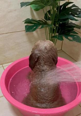 泰迪洗澡注意事项与最佳时间｜清洁健康全攻略