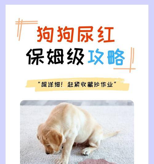 狗狗断血线的频率与注意事项（探讨狗狗断血线的最佳时机和细节关注）