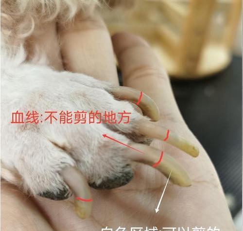 狗狗断血线的频率与注意事项（探讨狗狗断血线的最佳时机和细节关注）