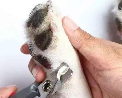 狗狗断血线注意事项与最佳时机｜全面指南