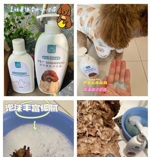 泰迪洗澡注意事项与最佳时间|清洁健康全攻略 泰迪洗澡注意事项与最佳时间|清洁健康全攻略