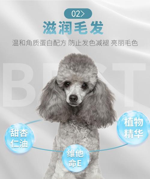 贵宾犬的洗澡频率及注意事项（一周洗澡一次，让贵宾犬毛色亮丽健康）