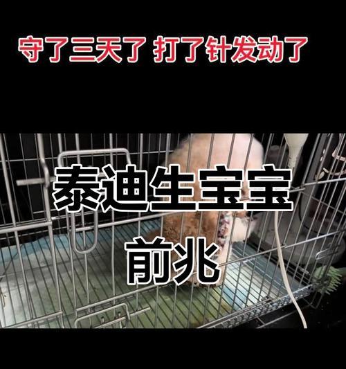 泰迪犬繁殖周期全攻略｜科学规划提升繁殖效率