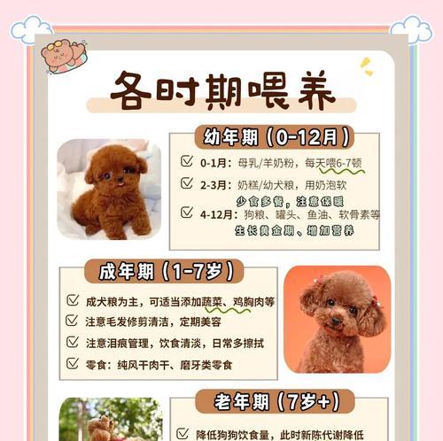 泰迪犬的繁殖周期及影响因素（了解泰迪犬的繁殖周期，做好繁殖规划）