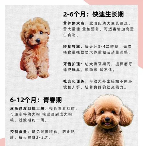 泰迪犬的繁殖周期及影响因素（了解泰迪犬的繁殖周期，做好繁殖规划）