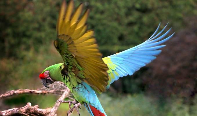 金刚鹦鹉的多彩世界（探索金刚鹦鹉丰富多样的羽毛颜色）