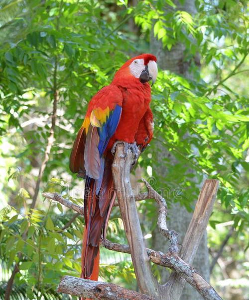 金刚鹦鹉的多彩世界（探索金刚鹦鹉丰富多样的羽毛颜色）