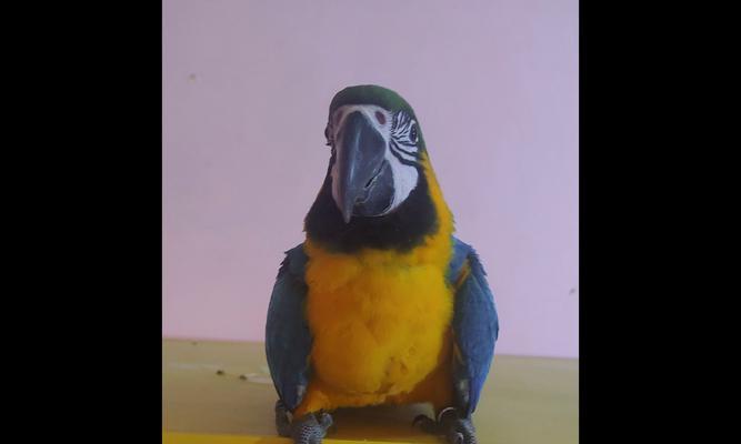 金刚鹦鹉羽毛颜色解析｜多彩世界全攻略