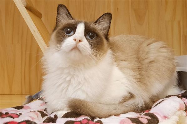 猫咪贫血吃什么? 猫咪贫血吃什么?