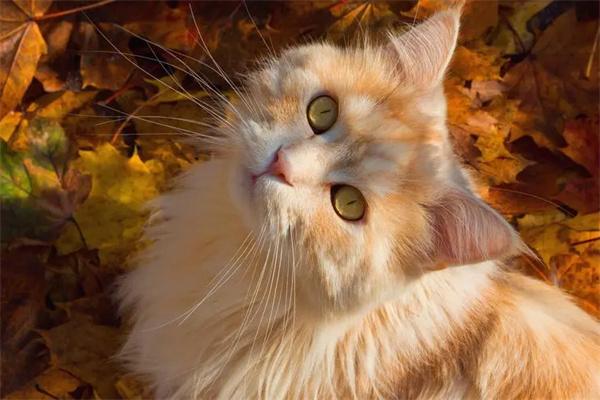 母猫绝育有什么风险？