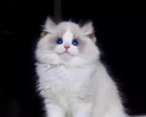 适合小家养的宠物选择指南（小家庭中最适合的宠物选择及饲养技巧）