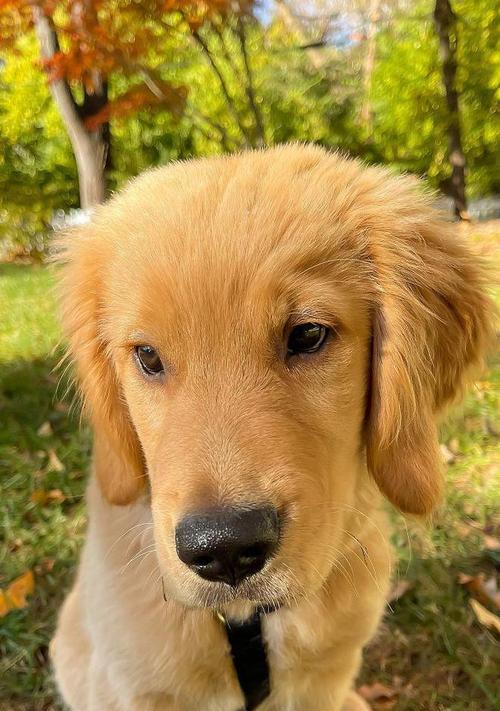 适合小家养的宠物选择指南（小家庭中最适合的宠物选择及饲养技巧）