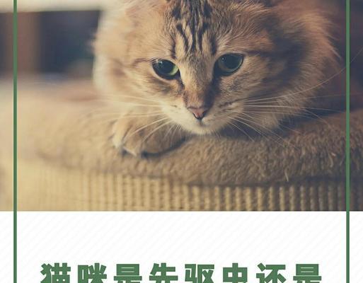 泰迪驱虫后打疫苗的时间安排(泰迪驱虫完成后接种疫苗的最佳时间选择) 泰迪驱虫后打疫苗的时间安排(泰迪驱虫完成后接种疫苗的最佳时间选择)