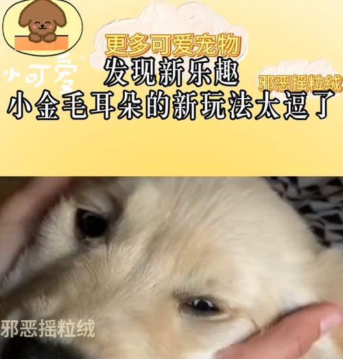 金毛耳朵清洗的频率与方法（金毛耳朵保健指南，关爱你的金毛宝贝）