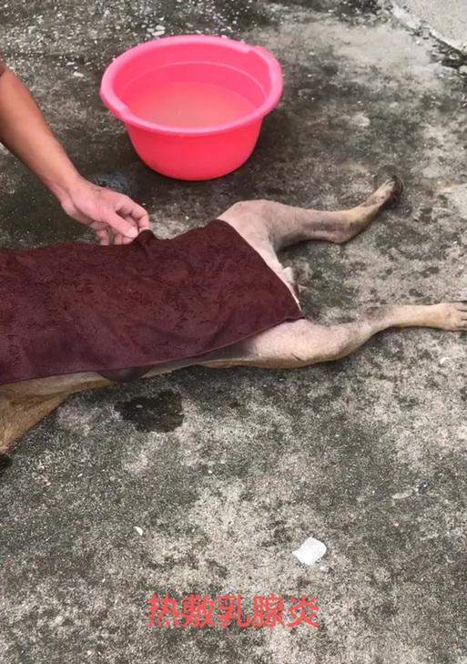 狗产后乳腺炎的症状及处理方法(了解狗产后乳腺炎的常见症状,保护母狗健康!) 狗产后乳腺炎的症状及处理方法(了解狗产后乳腺炎的常见症状,保护母狗健康!)