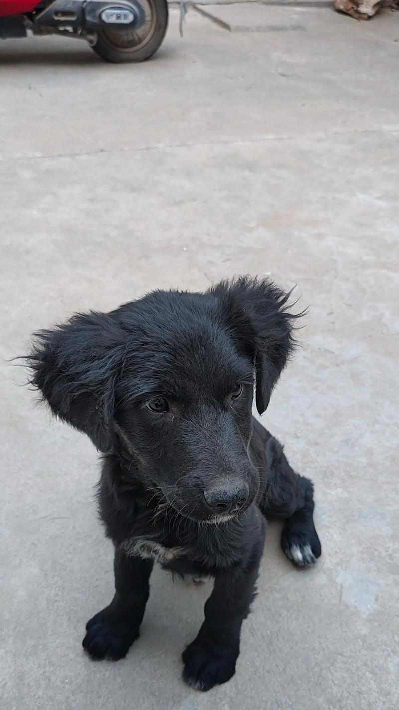 不掉毛狗的品种及特点（探索不掉毛狗的各类品种及其特点，了解为什么这些狗不掉毛）