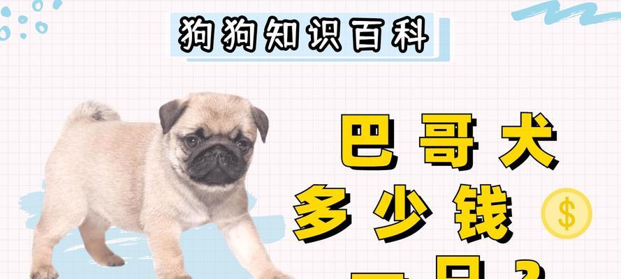 揭秘以巴哥幼犬的价格与影响因素(以巴哥幼犬价格的关键因素及市场行情分析) 揭秘以巴哥幼犬的价格与影响因素(以巴哥幼犬价格的关键因素及市场行情分析)