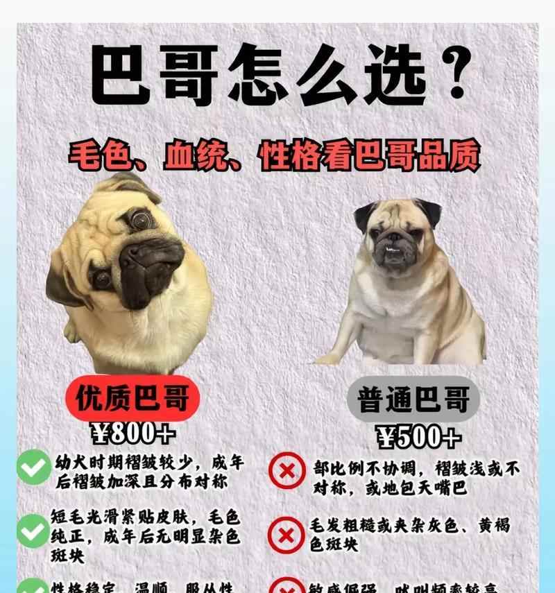 揭秘以巴哥幼犬的价格与影响因素(以巴哥幼犬价格的关键因素及市场行情分析) 揭秘以巴哥幼犬的价格与影响因素(以巴哥幼犬价格的关键因素及市场行情分析)