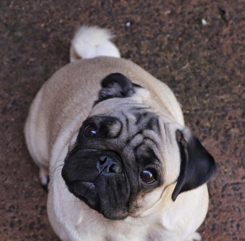 揭秘以巴哥幼犬的价格与影响因素(以巴哥幼犬价格的关键因素及市场行情分析) 揭秘以巴哥幼犬的价格与影响因素(以巴哥幼犬价格的关键因素及市场行情分析)