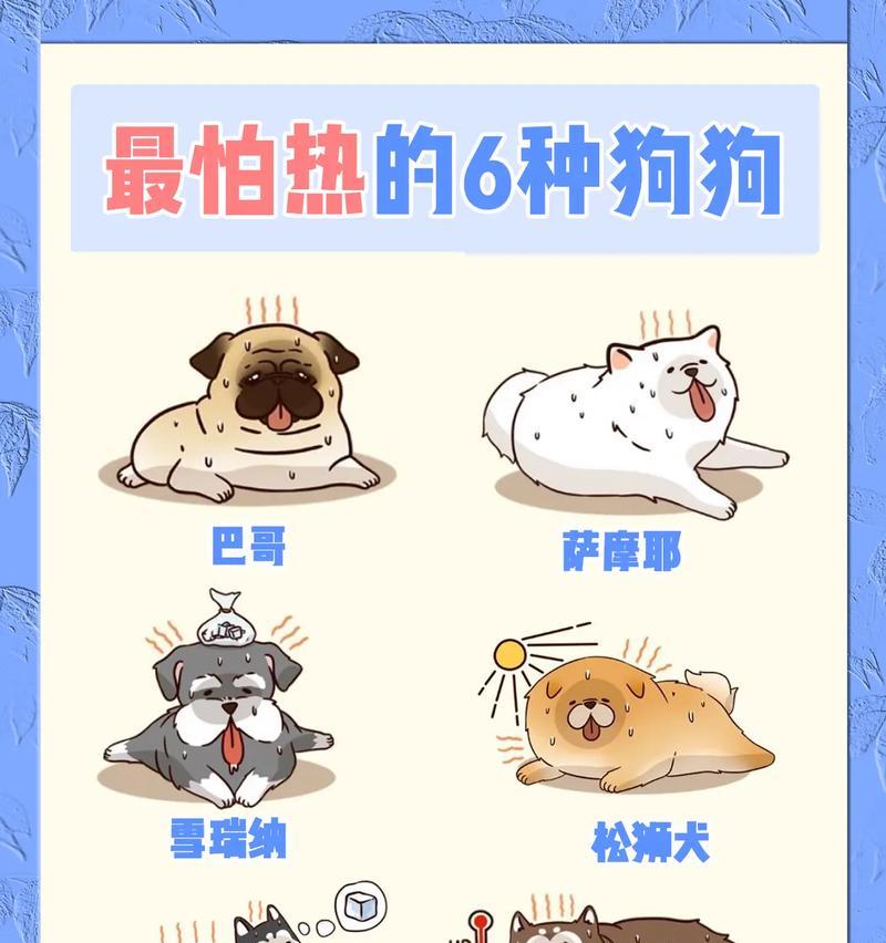 常见狗狗价格揭秘(解析6种常见狗狗的价格及入手要点) 常见狗狗价格揭秘(解析6种常见狗狗的价格及入手要点)