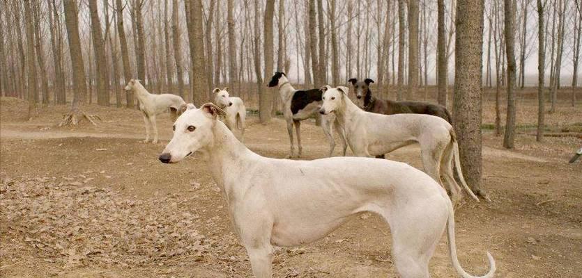 常见狗狗价格揭秘(解析6种常见狗狗的价格及入手要点) 常见狗狗价格揭秘(解析6种常见狗狗的价格及入手要点)