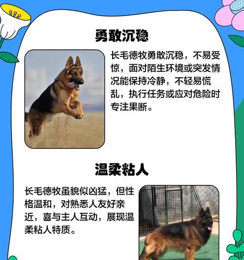 小德牧退毛有关知识解析(探索小德牧脱毛过程及持续时间) 小德牧退毛有关知识解析(探索小德牧脱毛过程及持续时间)