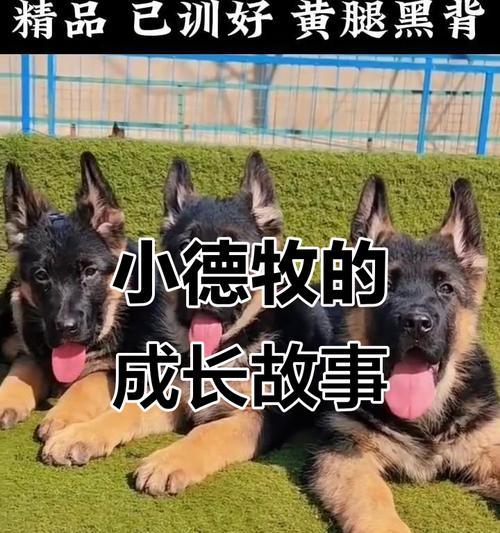 小德牧退毛有关知识解析(探索小德牧脱毛过程及持续时间) 小德牧退毛有关知识解析(探索小德牧脱毛过程及持续时间)