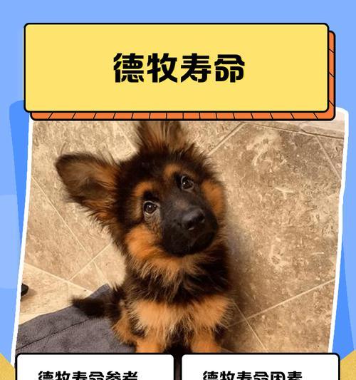 小德牧退毛有关知识解析（探索小德牧脱毛过程及持续时间）