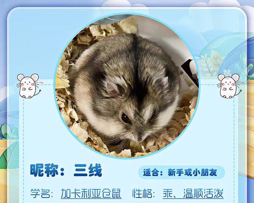 适合小家养的宠物选择指南（小家庭中最适合的宠物选择及饲养技巧）