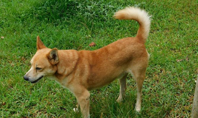 不掉毛狗的品种及特点（探索不掉毛狗的各类品种及其特点，了解为什么这些狗不掉毛）