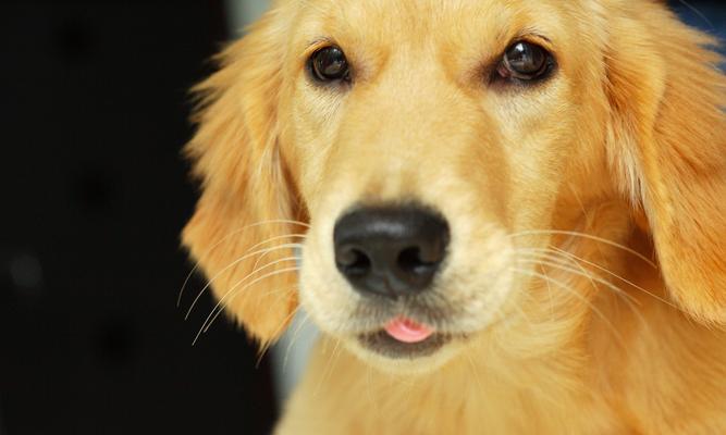 纯种金毛的特征及饲养要点(探寻纯种金毛的迷人特征和养护技巧) 纯种金毛的特征及饲养要点(探寻纯种金毛的迷人特征和养护技巧)