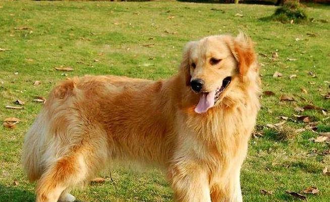 纯种金毛的特征及饲养要点(探寻纯种金毛的迷人特征和养护技巧) 纯种金毛的特征及饲养要点(探寻纯种金毛的迷人特征和养护技巧)