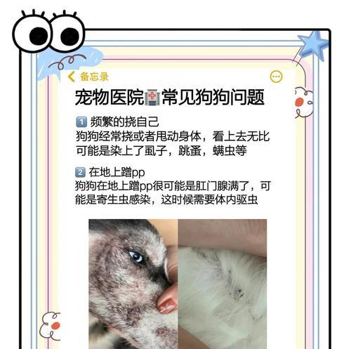 狗狗驱虫和疫苗接种的正确时间安排（宠物养护必须知道的关键信息）