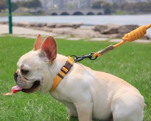 遛狗狗的重要性——增进宠物与人的感情（遛狗狗）