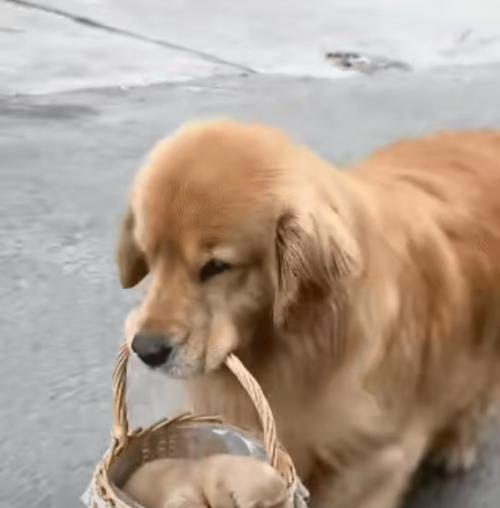 金毛狗狗交配的时间和注意事项（了解金毛狗狗交配的最佳时间和相关注意事项）