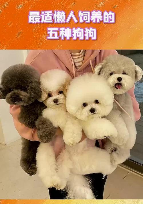 遛狗狗的重要性——增进宠物与人的感情（遛狗狗）