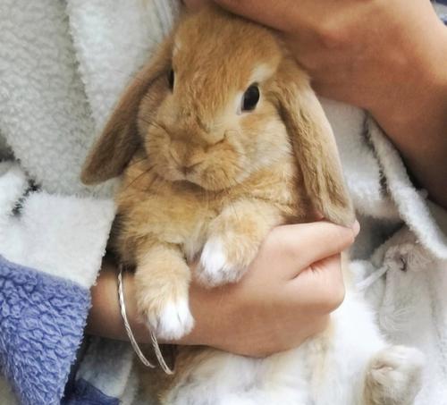 垂耳兔的成长周期研究（以垂耳兔多久能长大为主题的生物学调查）