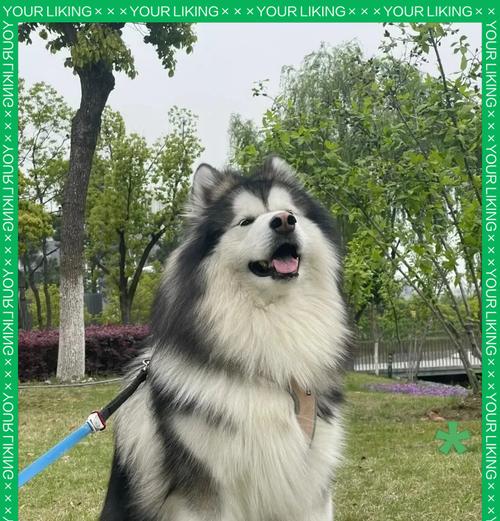 正确喂养阿拉斯加的方法与技巧（了解关键的喂养需求，给你的阿拉斯加提供健康饮食）